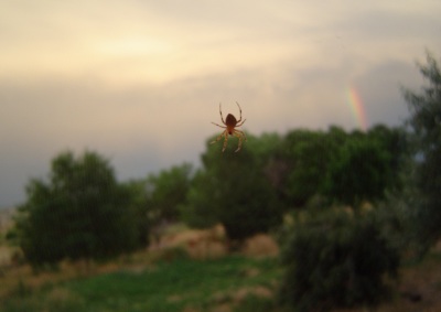 spider, rainbow.